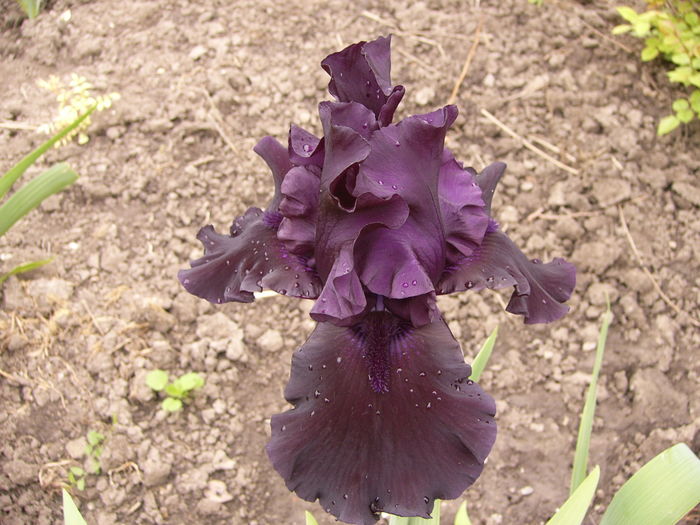 P1250450 - ANUL 2016 FLORI