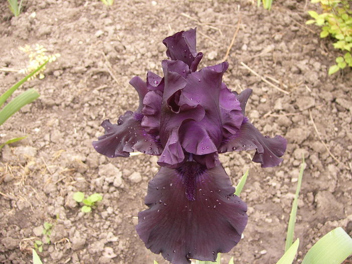 P1250451 - ANUL 2016 FLORI