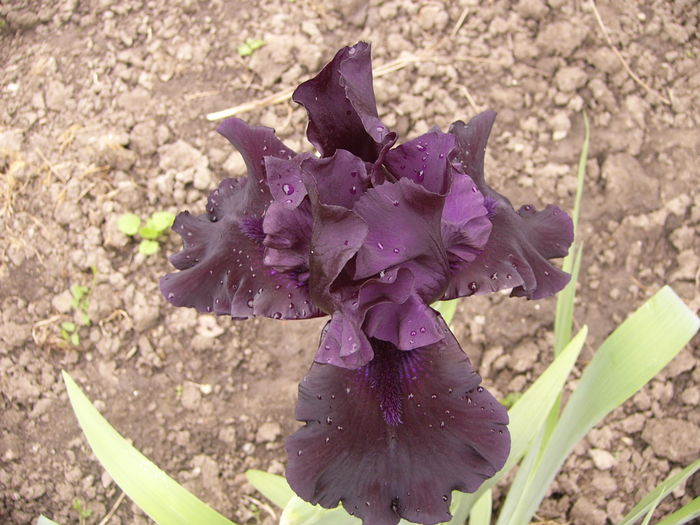 P1250452 - ANUL 2016 FLORI