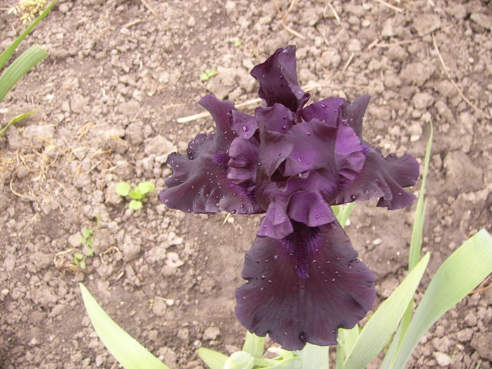 P1250454 - ANUL 2016 FLORI