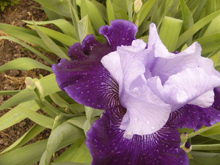 P1250460 - ANUL 2016 FLORI