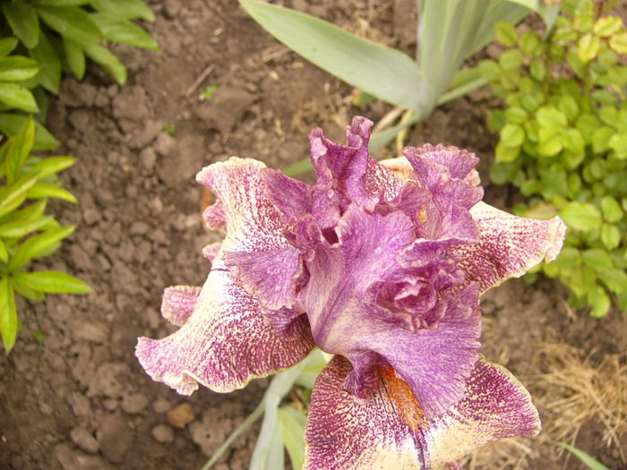 P1250466 - ANUL 2016 FLORI