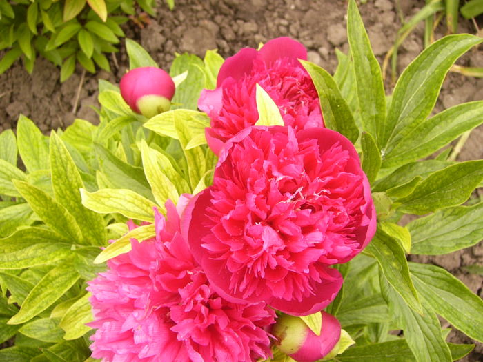 P1250467 - ANUL 2016 FLORI