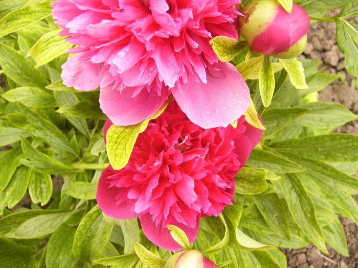 P1250468 - ANUL 2016 FLORI