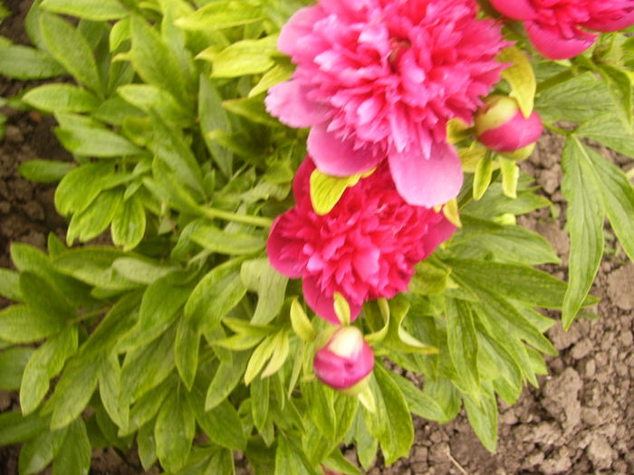 P1250470 - ANUL 2016 FLORI