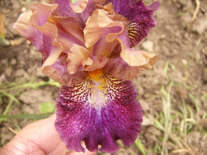 Iris Fanciful Whimsey - ANUL 2016 FLORI