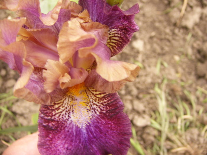 P1250472 - ANUL 2016 FLORI