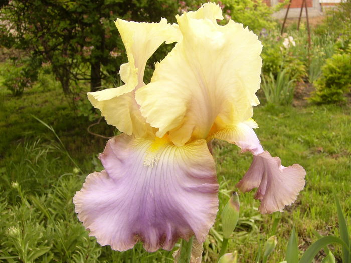 Iris Lullaby of spring - ANUL 2016 FLORI