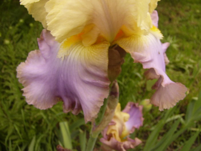 P1250479 - ANUL 2016 FLORI