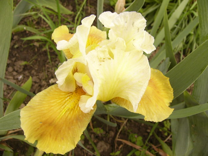 Iris Honey Glazed - ANUL 2016 FLORI