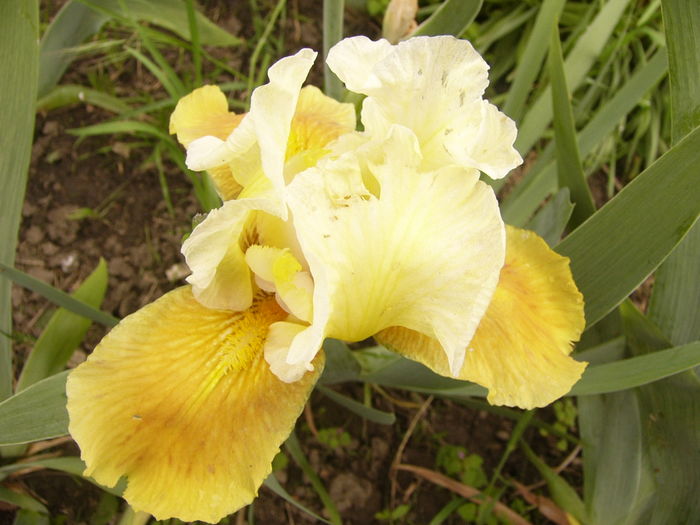 P1250482 - ANUL 2016 FLORI