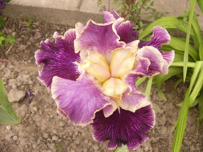 P1250485 - ANUL 2016 FLORI