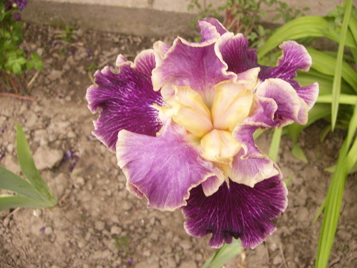 P1250486 - ANUL 2016 FLORI