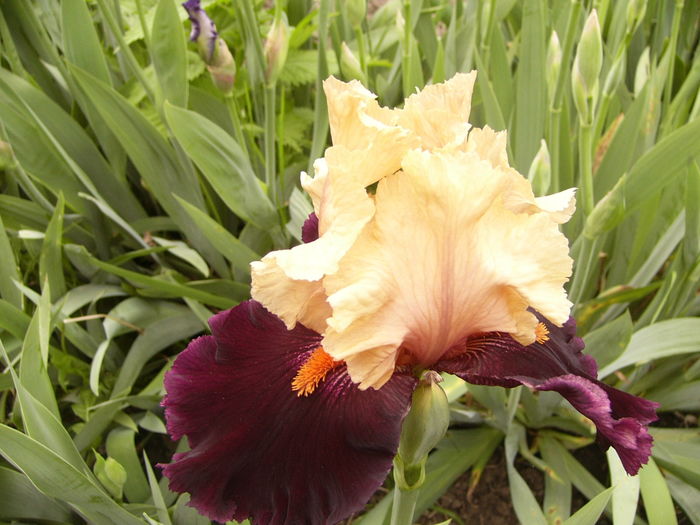 P1250490 - ANUL 2016 FLORI