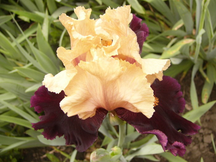 P1250492 - ANUL 2016 FLORI