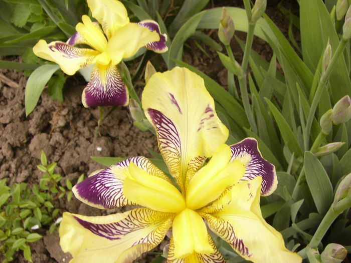 P1250494 - ANUL 2016 FLORI