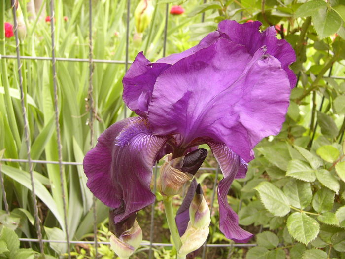 P1250495 - ANUL 2016 FLORI