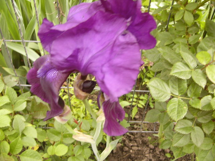 P1250496 - ANUL 2016 FLORI