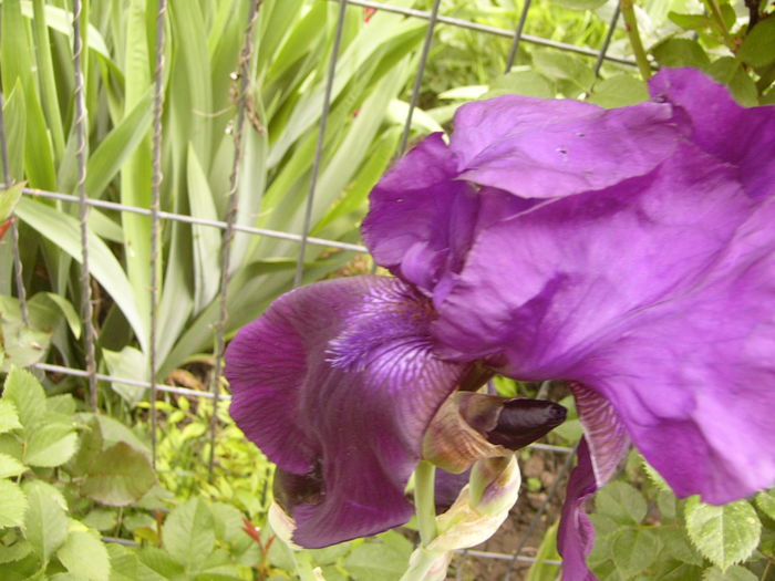 P1250498 - ANUL 2016 FLORI