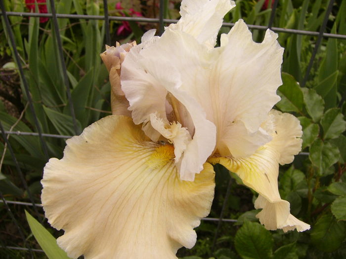 P1250501 - ANUL 2016 FLORI