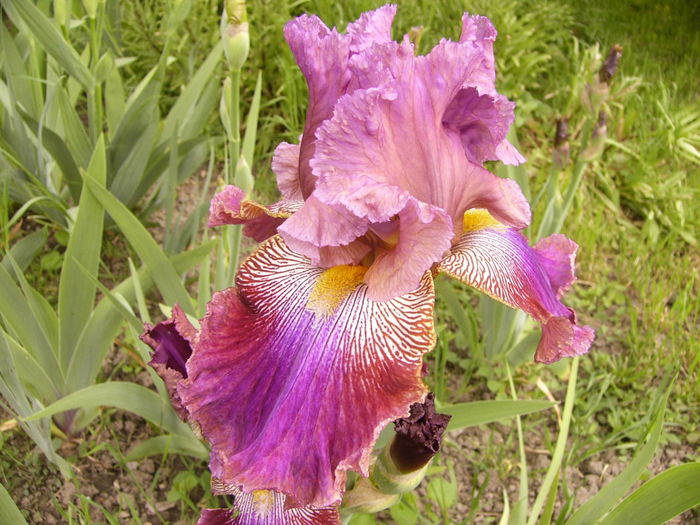 Iris Outrogeous Fortune - ANUL 2016 FLORI