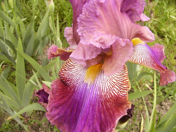 P1250504 - ANUL 2016 FLORI