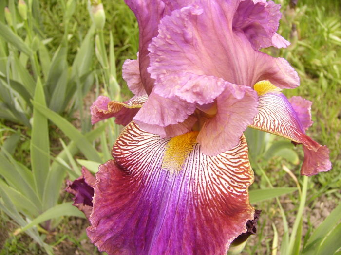 P1250505 - ANUL 2016 FLORI