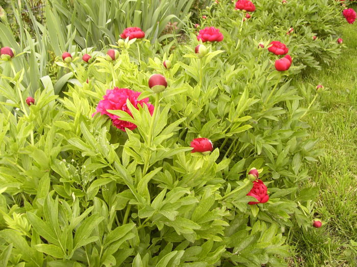 P1250510 - ANUL 2016 FLORI