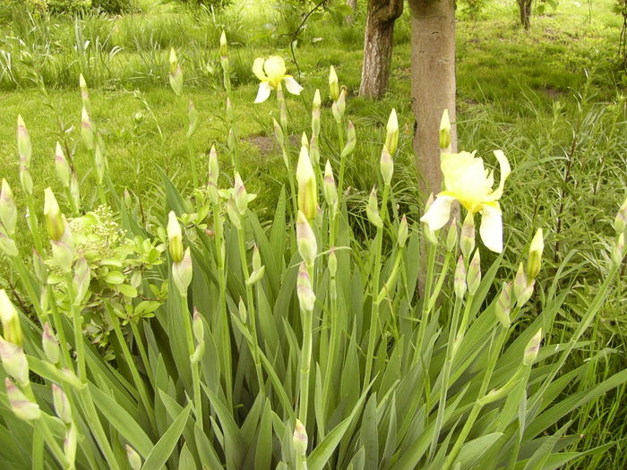 Iris Yellow Lime - ANUL 2016 FLORI