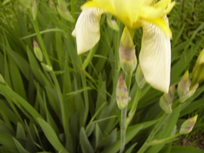 P1250513 - ANUL 2016 FLORI