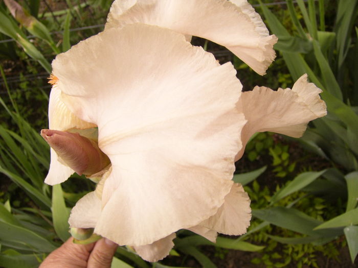 P1250514 - ANUL 2016 FLORI