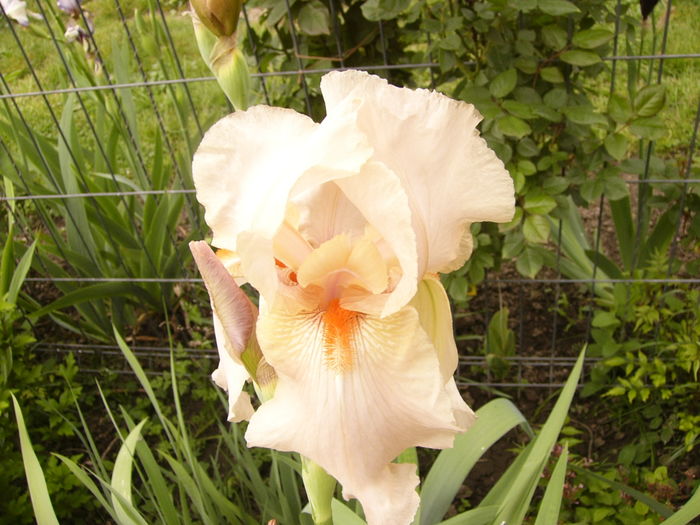 P1250516 - ANUL 2016 FLORI