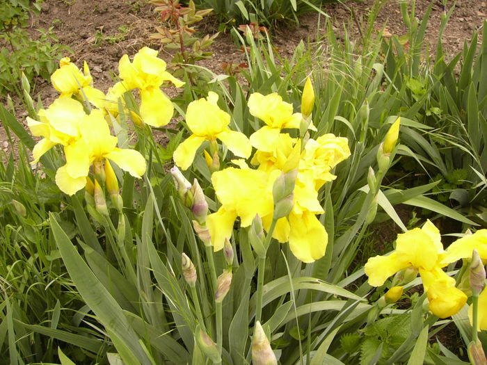 P1250518 - ANUL 2016 FLORI