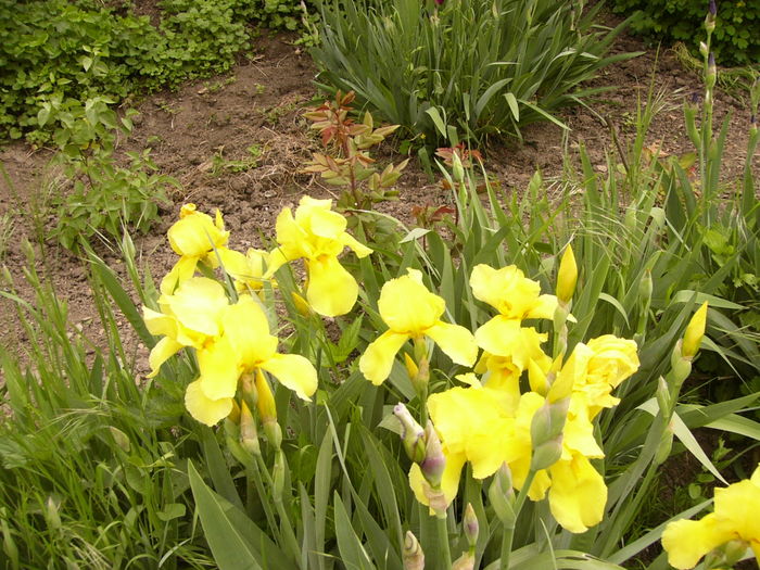 P1250519 - ANUL 2016 FLORI