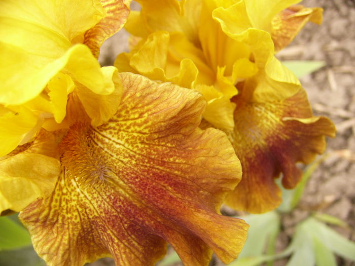 P1250521 - ANUL 2016 FLORI