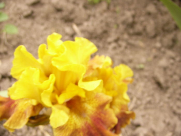 P1250522 - ANUL 2016 FLORI