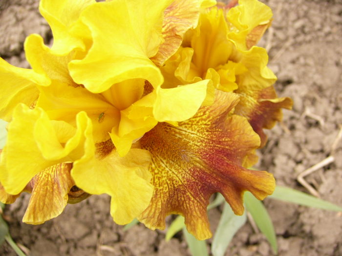 P1250523 - ANUL 2016 FLORI