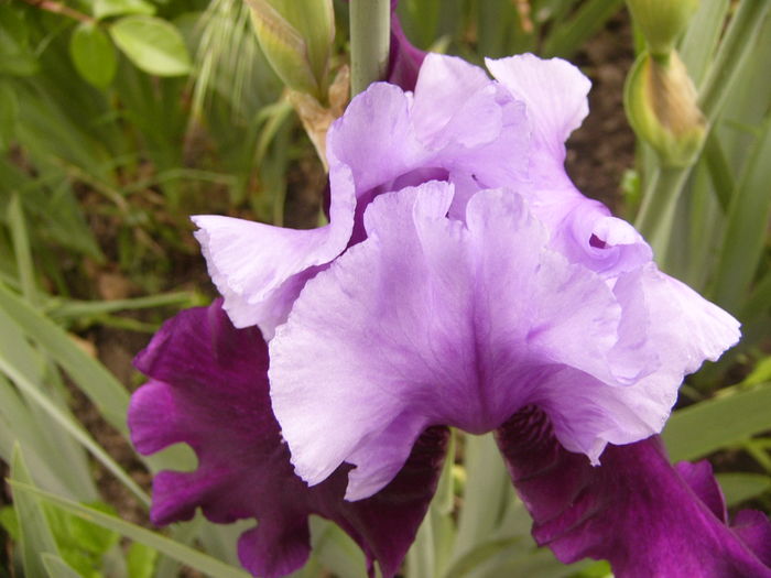 P1250525 - ANUL 2016 FLORI