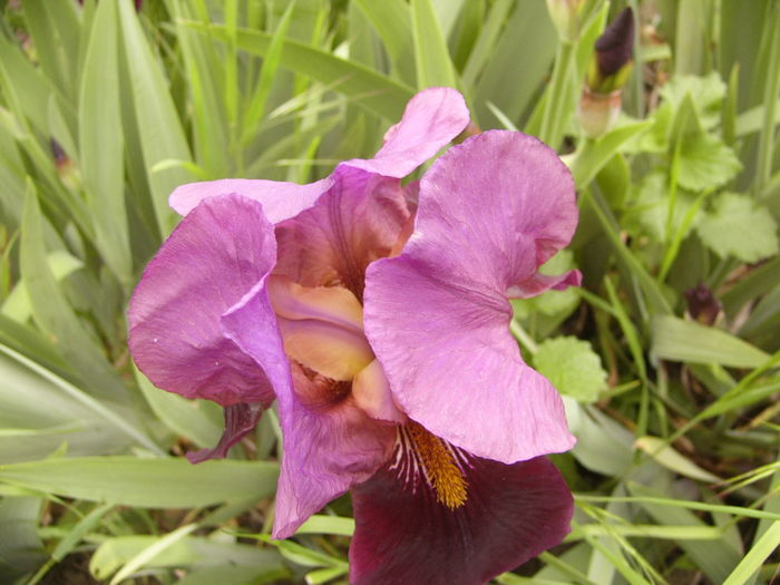 P1250528 - ANUL 2016 FLORI