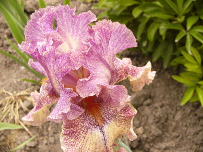 IIris Queen in Calico