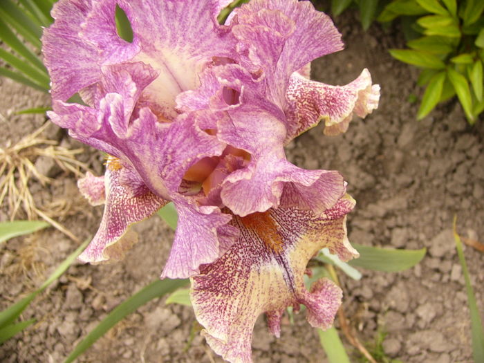 P1250534 - ANUL 2016 FLORI