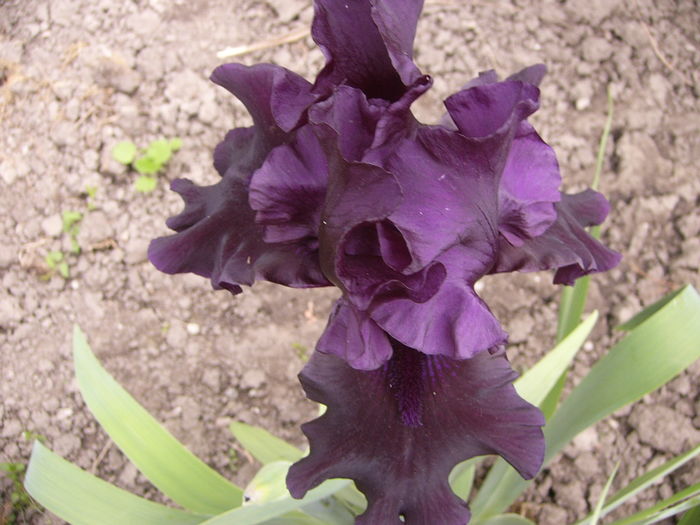 P1250539 - ANUL 2016 FLORI