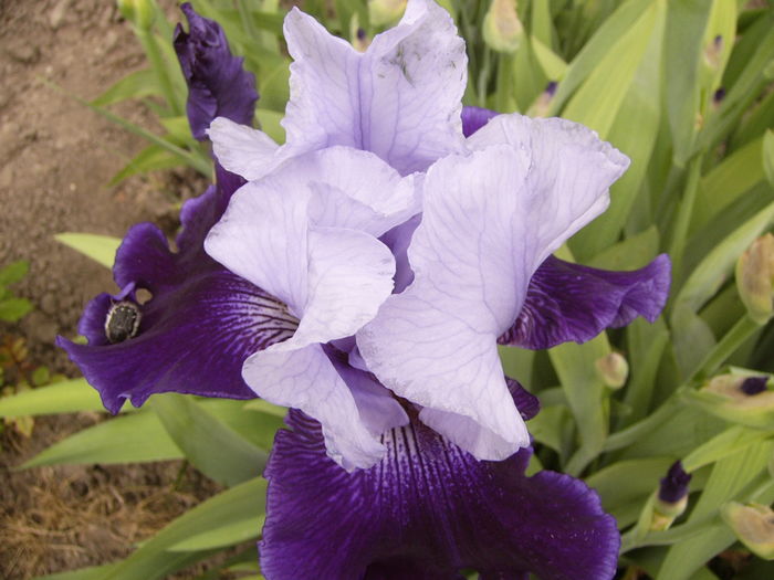 P1250540 - ANUL 2016 FLORI