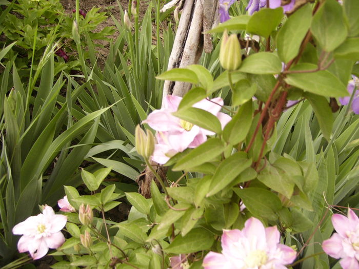 Clematis Innocent Blush