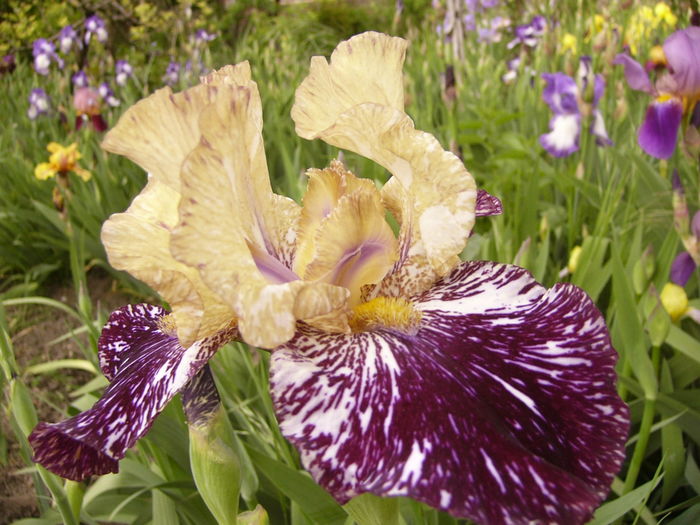 Iris Gnus Flash