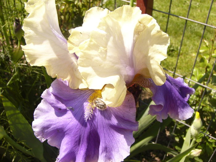 Iris Dream of You