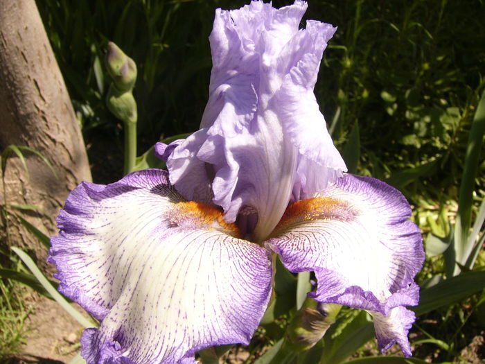 Iris Acoma