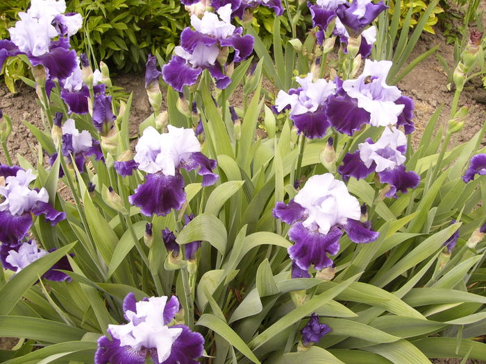 Iris World Premier