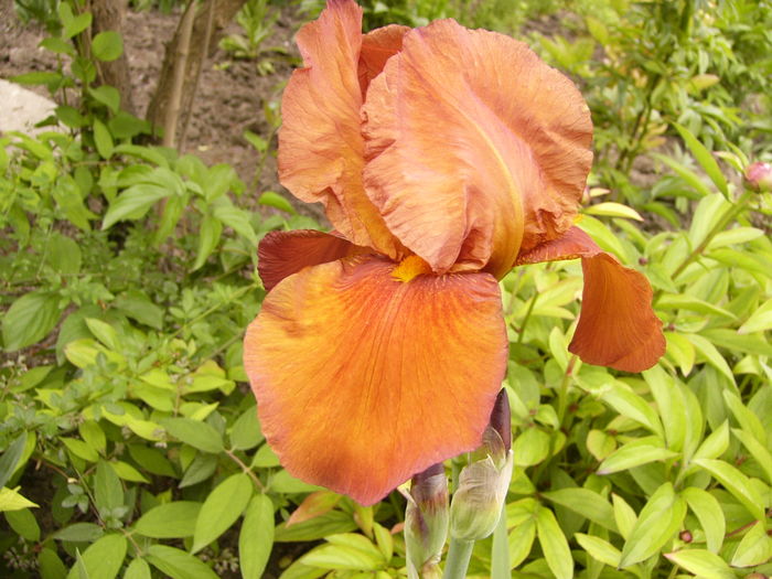 Iris Brasilia