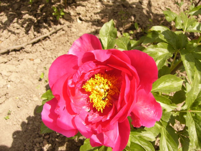 Paeonia Paula Fay